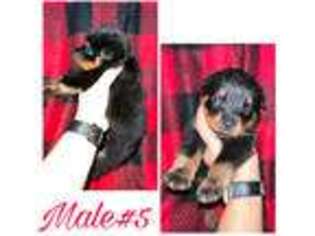 Rottweiler Puppy for sale in Davenport, FL, USA