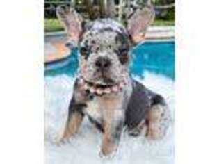 French Bulldog Puppy for sale in Pembroke Pines, FL, USA