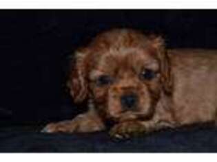 Cavalier King Charles Spaniel Puppy for sale in Lena, IL, USA