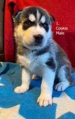 Siberian Husky Puppy for sale in Ajax, Ontario, Canada