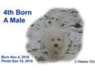 Great Pyrenees Puppy for sale in Berthoud, CO, USA