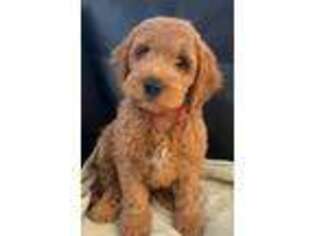 Goldendoodle Puppy for sale in San Clemente, CA, USA