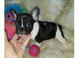 French Bulldog Puppy for sale in Lake City, FL, USA