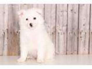 American Eskimo Dog Puppy for sale in Butler, OH, USA