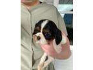 Cavalier King Charles Spaniel Puppy for sale in Monticello, KY, USA