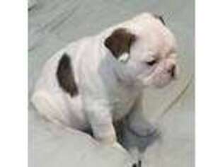French Bulldog Puppy for sale in Farmington, NM, USA