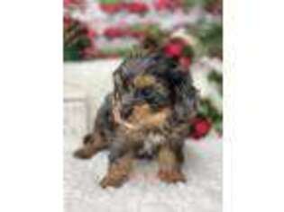 Cavapoo Puppy for sale in Logansport, IN, USA