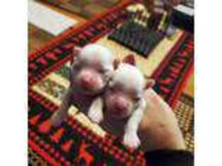 Maltese Puppy for sale in Ravenna, MI, USA
