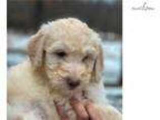 Shepadoodle Puppy for sale in Ann Arbor, MI, USA