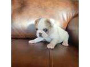 French Bulldog Puppy for sale in Eagle Lake, ME, USA