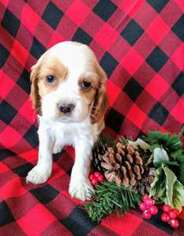 Cocker Spaniel Puppy for sale in Lewistown, PA, USA