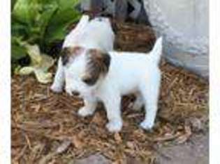 Jack Russell Terrier Puppy for sale in Baring, MO, USA