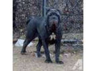 Neapolitan Mastiff Puppy for sale in DALLAS, TX, USA