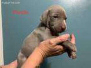 Weimaraner Puppy for sale in Hudson, FL, USA