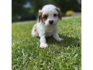 Cavapoo Puppy for sale in Newville, AL, USA