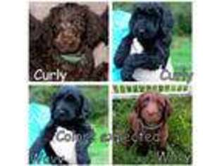 Labradoodle Puppy for sale in Tacoma, WA, USA