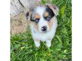 Pembroke Welsh Corgi Puppy for sale in Anchorage, AK, USA