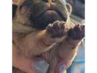 French Bulldog Puppy for sale in Woodlawn, TN, USA