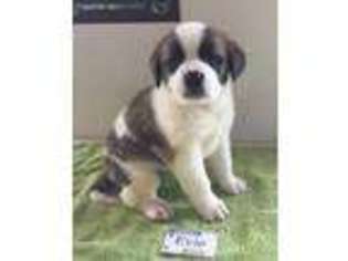 Saint Bernard Puppy for sale in Bethel, MO, USA