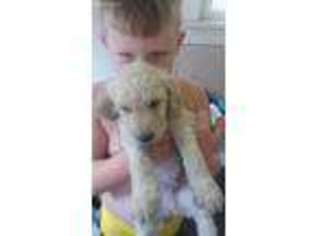 Goldendoodle Puppy for sale in Hastings, MI, USA