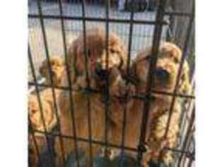 Golden Retriever Puppy for sale in Colton, CA, USA