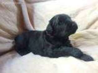 Black Russian Terrier Puppy for sale in Lebanon, OR, USA