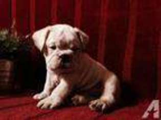 Bulldog Puppy for sale in CARROLLTON, TX, USA