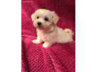 Maltese Puppy for sale in Midlothian, VA, USA