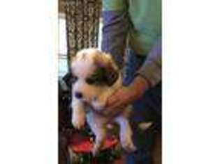 Bernese Mountain Dog Puppy for sale in Maysville, GA, USA