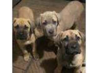 Cane Corso Puppy for sale in Utica, MI, USA