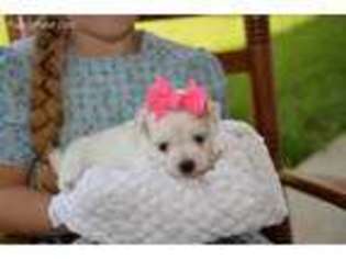 Maltese Puppy for sale in Howe, OK, USA