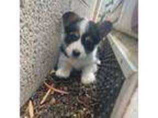 Pembroke Welsh Corgi Puppy for sale in Scottsdale, AZ, USA