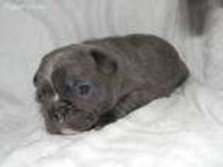 French Bulldog Puppy for sale in Leland, MS, USA