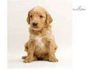 Goldendoodle Puppy for sale in Sioux Falls, SD, USA