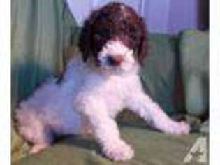 Mutt Puppy for sale in PARIS, KY, USA