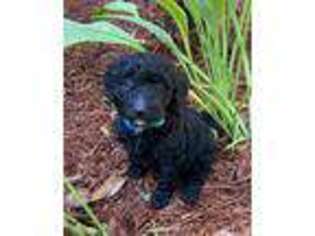 Goldendoodle Puppy for sale in Fouke, AR, USA