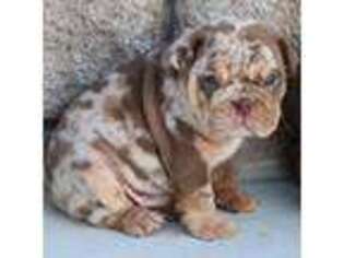 Bulldog Puppy for sale in Bloomington, CA, USA