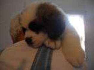 Saint Bernard Puppy for sale in Shelbyville, TN, USA