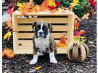 Boxer Puppy for sale in Lake Odessa, MI, USA
