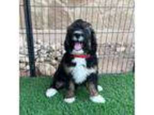 Mutt Puppy for sale in Georgetown, TX, USA