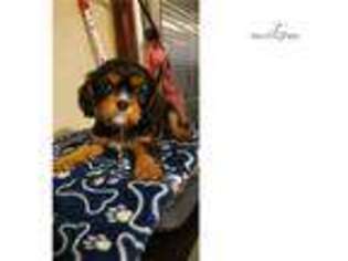 Cavalier King Charles Spaniel Puppy for sale in Kansas City, MO, USA