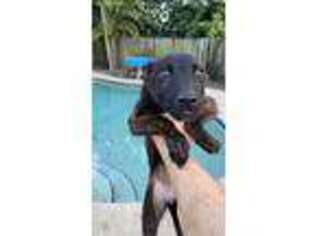 Dutch Shepherd Dog Puppy for sale in Miami, FL, USA