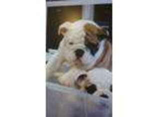 Bulldog Puppy for sale in Jersey City, NJ, USA