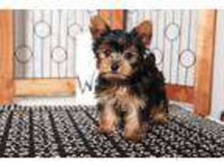 Yorkshire Terrier Puppy for sale in Bonita Springs, FL, USA