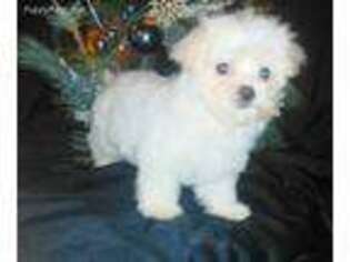 Maltese Puppy for sale in Statesville, NC, USA