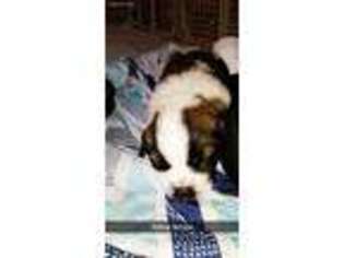 Saint Bernard Puppy for sale in Dayton, OH, USA