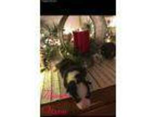 Pembroke Welsh Corgi Puppy for sale in Houstonia, MO, USA