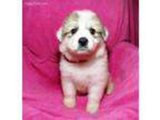 Great Pyrenees Puppy for sale in Okeechobee, FL, USA