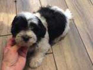 Havanese Puppy for sale in Beaufort, SC, USA