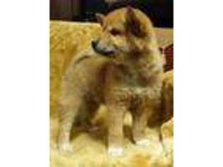 Shiba Inu Puppy for sale in BELTSVILLE, MD, USA